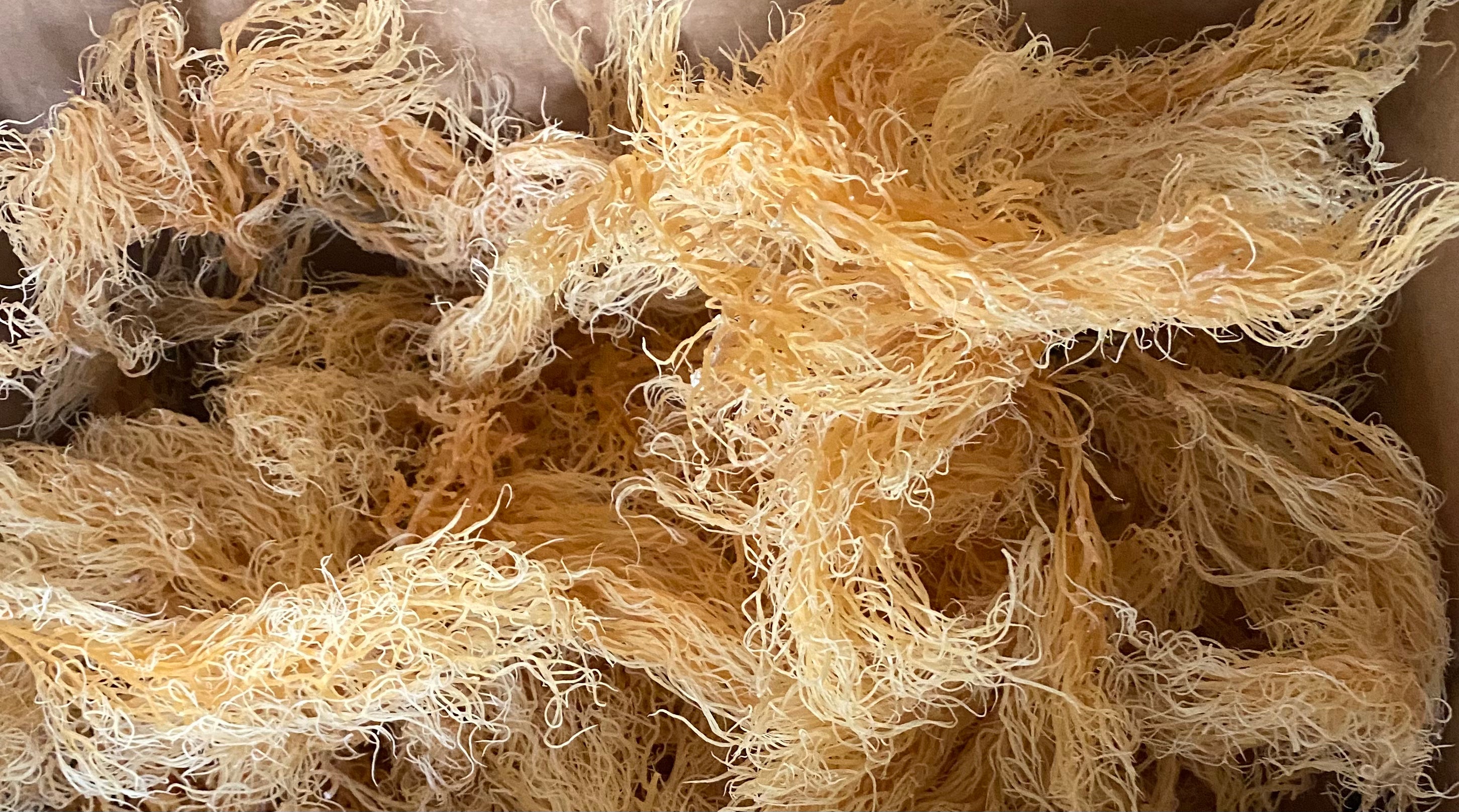 1 Pound - Organic Wildcrafted SEA MOSS ***SHIPS WITHIN 48 HRS!